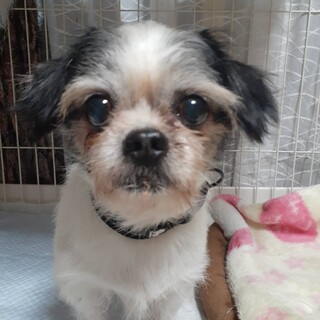 フレンドリーで穏やかな子