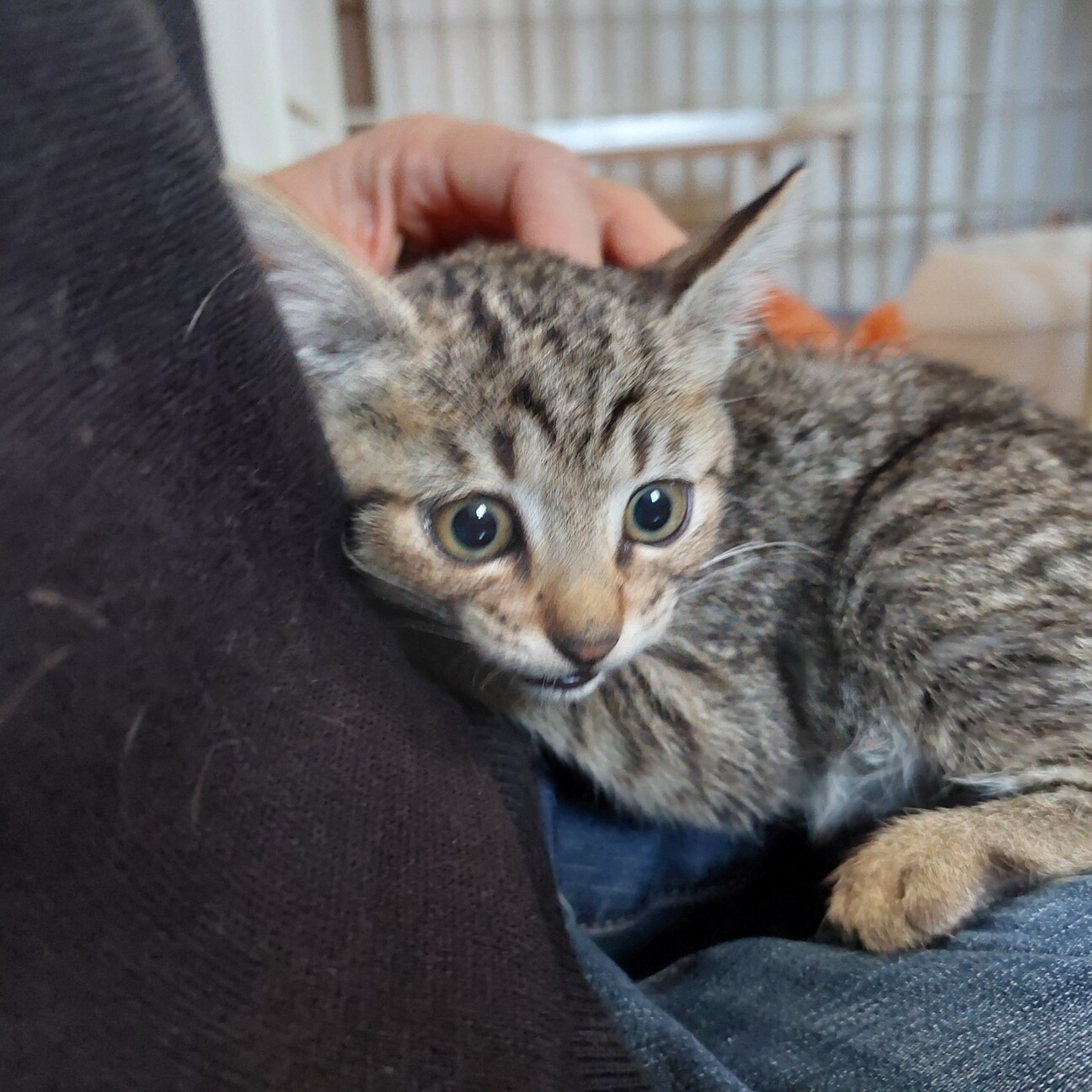 オーダーページ4/3女の子とらにゃんこ819premium レアパネル