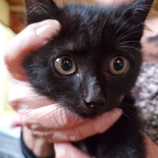 1/21譲渡決定です。有り難うございました。