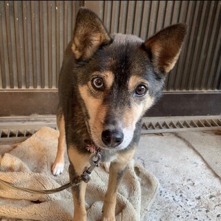 飼い主が急逝のため、至急里親様求む