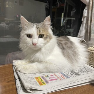 長毛★推定1歳人馴れ抜群の男の子！