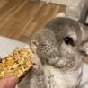 しまもんが さん