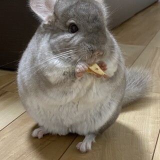 チンチラ  (シナモン）２歳♂