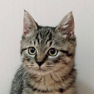 メタモンくん◆顔も体もまん丸◎ぬいぐるみ感満載！