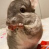 チンチラ  (シナモン）２歳♂ サムネイル2