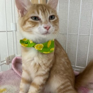 恥ずかしがり屋の甘えん坊マルちゃん