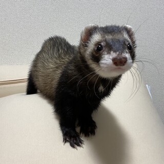 大切に育ててくれる方を探しています