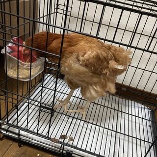 ボリスブラウン♀毎日産みます