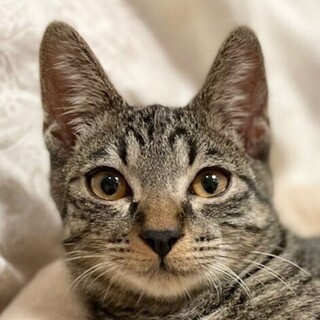 11/6　譲渡会参加予定☆ジオくん