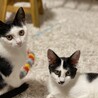 ★完璧な性格の姉妹仔猫★ サムネイル2