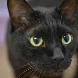 【野崎参道商店街】11月6日　黒猫とその兄妹保護猫譲渡会　子猫も参加します