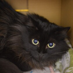 【野崎参道商店街】11月6日　黒猫とその兄妹保護猫譲渡会　子猫も参加します サムネイル2