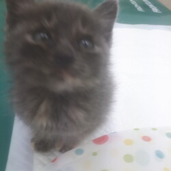 【野崎参道商店街】11月6日　黒猫とその兄妹保護猫譲渡会　子猫も参加します サムネイル3