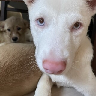 子犬の保護犬里親募集情報 8ページ目 ペットのおうち 月間利用者150万人