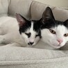 ★完璧な性格の姉妹仔猫★ サムネイル6