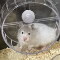 セーブル長毛種　※ケージ付き