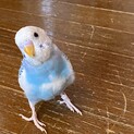 8月産まれのセキセイインコです