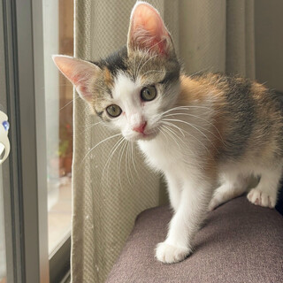 募集停止　キレイな三毛猫女の子❤️なな