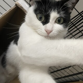 【超美猫！】人が大好きな甘えん坊ガール