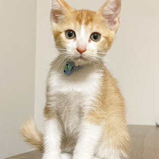 募集停止　茶白男子❤️神（じん）