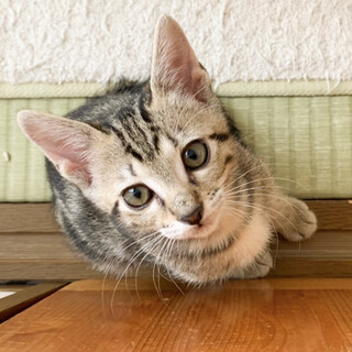 募集停止　チャームポイント★エルトン