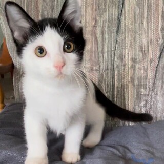 ハチワレ君★可愛すぎる生後3ヶ月、猫初心者もOK！