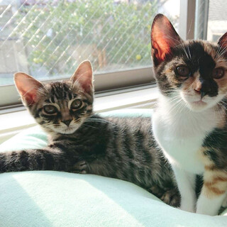 元気いっぱい！個性的な柄です　兄妹2匹一緒に