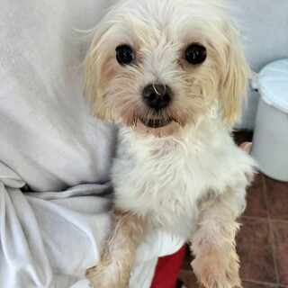 マルチーズ　女の子♀