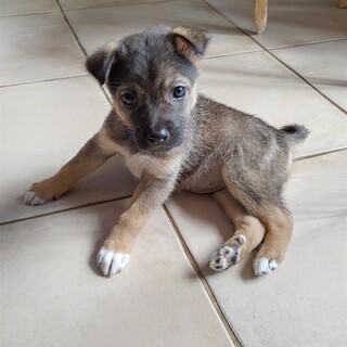 1ヶ月半 人懐こい女の子 仮称ダリアちゃん