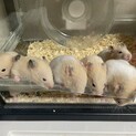 クリームバンデット男の子の里親様募集