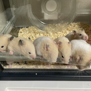 クリームバンデット男の子の里親様募集