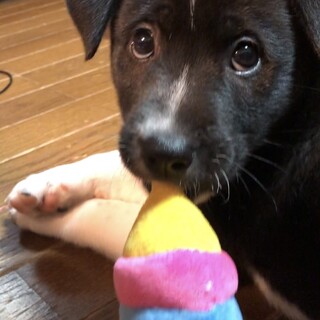 【仔犬】凛ちゃん