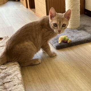 元気いっぱい！チャロ君