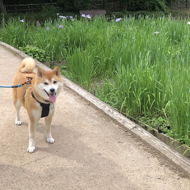 アヤメなの？カキツバタなの？どっちなの？