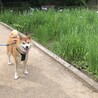 アヤメなの？カキツバタなの？どっちなの？