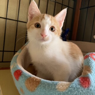 血液検査済み生後2ヶ月6匹兄妹