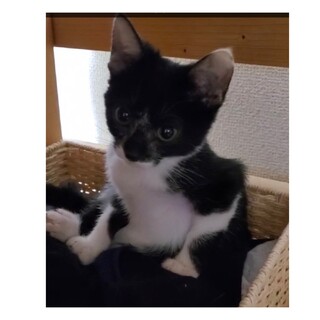 小さなオセロ君、人馴れ抜群！