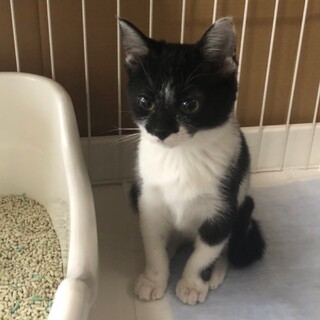 小さなみーちゃん、人馴れ抜群！