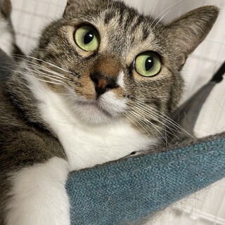 譲渡決定！ツンデレくぅちゃん♡