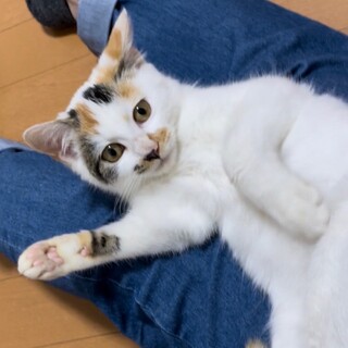 シロ三毛のラムちゃん！