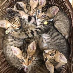 保護犬猫の譲渡会 in せとうちドッグパーク