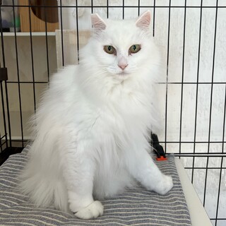 わたあめみたいな美猫、しずかさん！