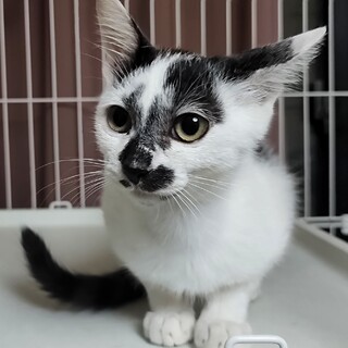 人馴れ抜群添い寝してくれるオレオ