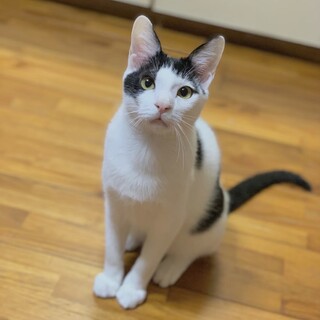 【とっても優しい大きな子】人が大好きなポルトくん