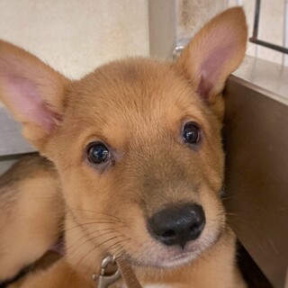 【相談中】かわいい子犬　しも六郎くん　2ヶ月