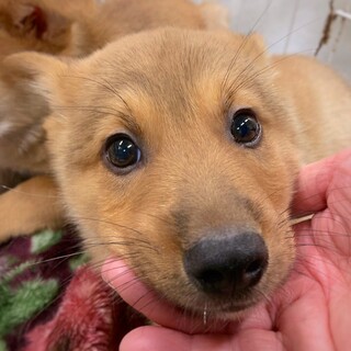 保健所収容 島根県が募集対象 すべてのペット里親募集情報 ペットのおうち 月間利用者150万人