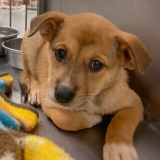 かわいい子犬　あつさやちゃん　2ヶ月