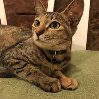 スリスリゴロゴロの可愛さ抜群の女の子。