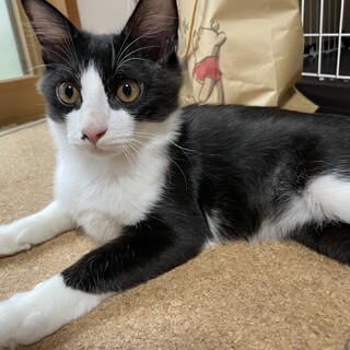 艶々の毛が気持ちいい甘えん坊ハチワレ