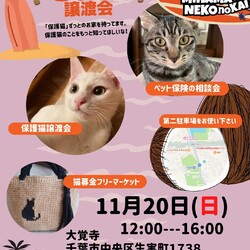 ねこの譲渡会
